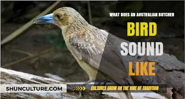 Listen to Butcher Birds: Australia's Unique Songbirds