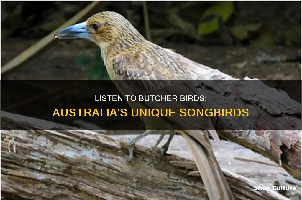 what does an australian butcher bird sound like