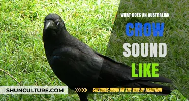 Australian Crow Calls: What You Need to Know