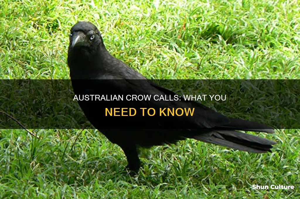 what does an australian crow sound like