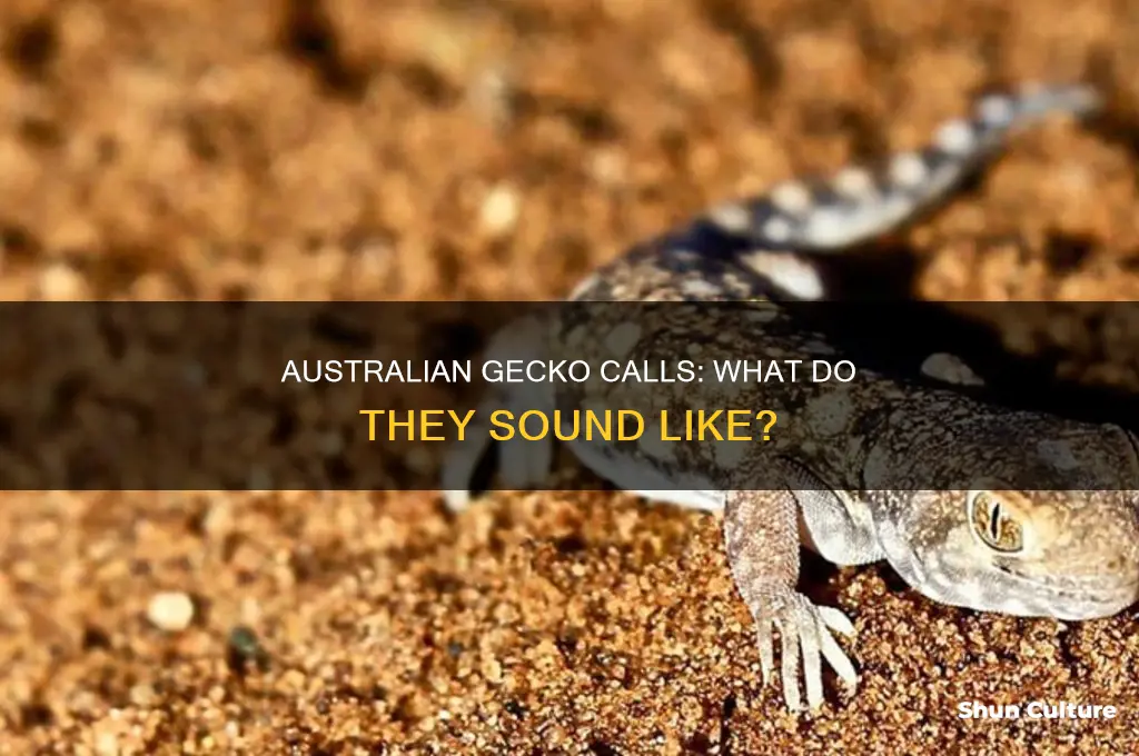 what does an australian gecko sound like