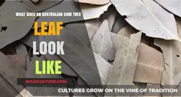 Gum Tree Leaf: Australia's Unique Foliage Explained