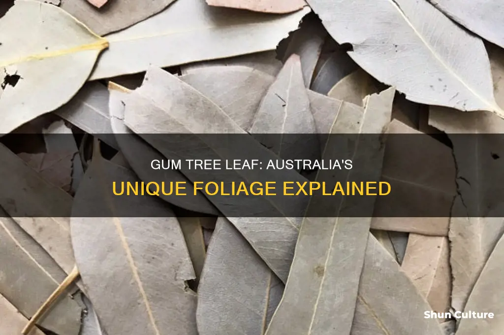 what does an australian gum tree leaf look like