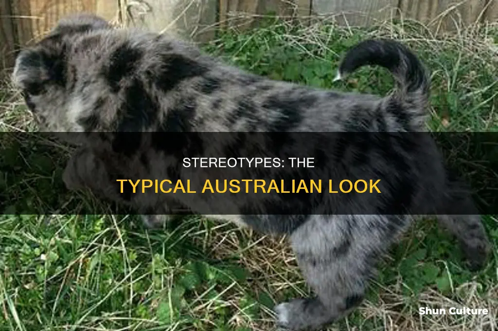 what does an australian look like