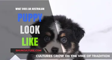 Australian Puppies: What Do They Look Like?