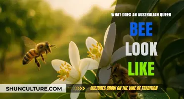 Discovering the Unique Australian Queen Bee