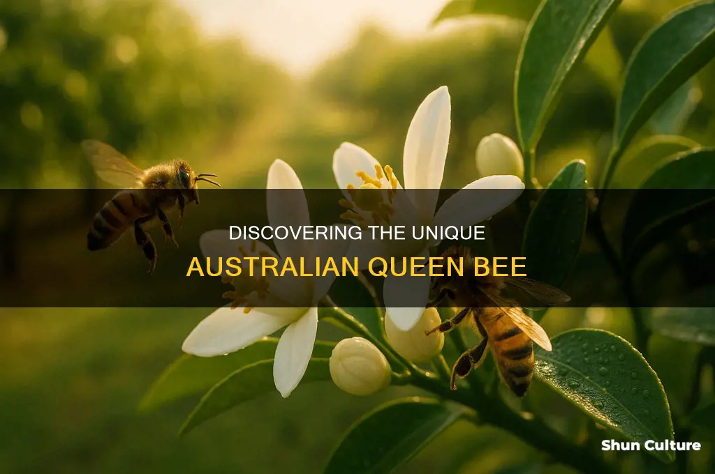 what does an australian queen bee look like