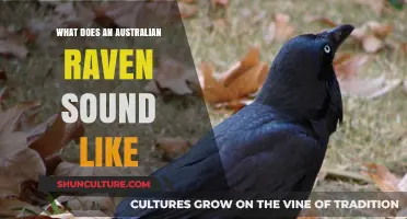 Australian Raven Calls: What You Need to Know