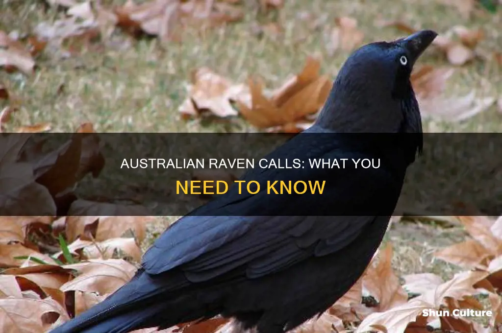 what does an australian raven sound like