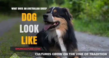 Australian Sheep Dogs: Distinct Features and Characteristics