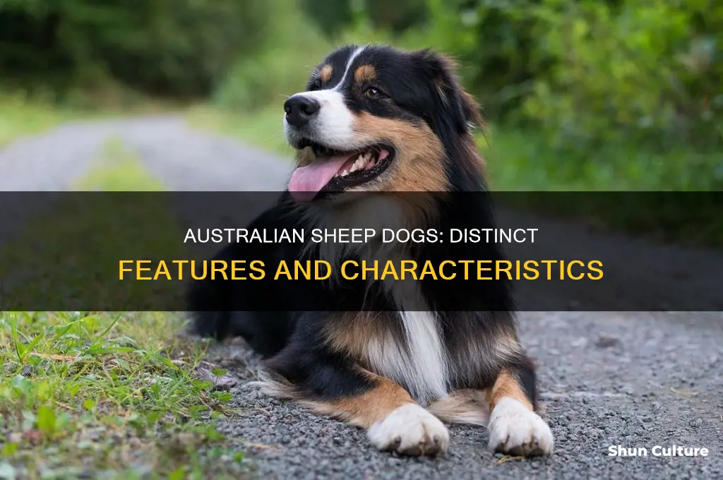 what does an australian sheep dog look like