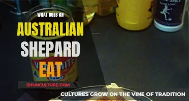 Australian Shepard Diet: What Do They Eat?