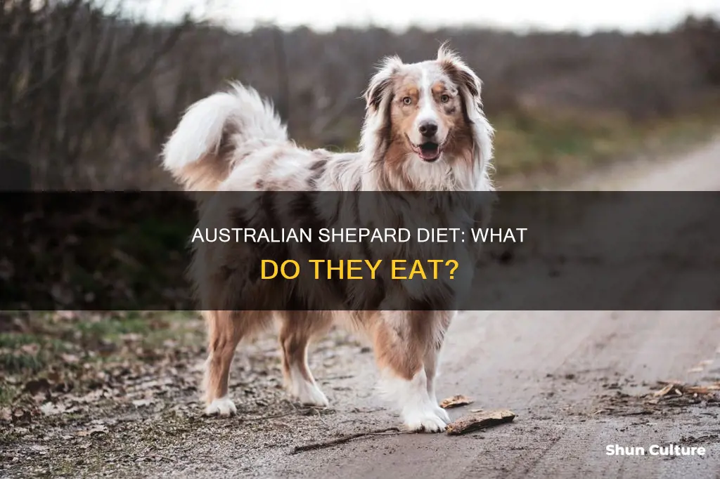what does an australian shepard eat