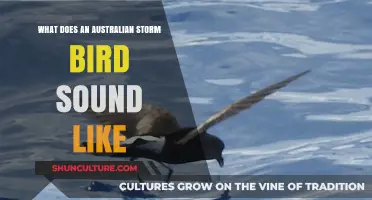 Australian Storm Birds: Their Unique Sounds and Calls