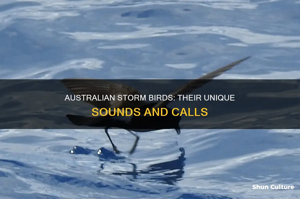 what does an australian storm bird sound like