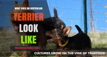 Australian Terrier: A Small, Mighty, and Fluffy Dog
