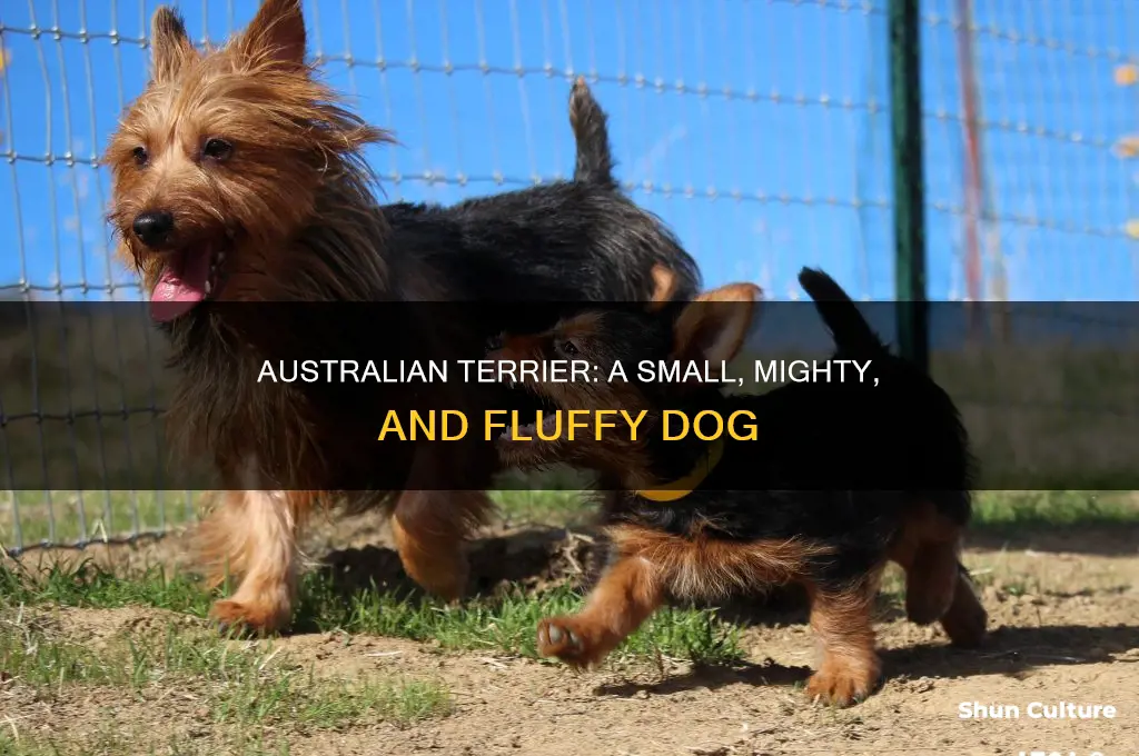 what does an australian terrier look like