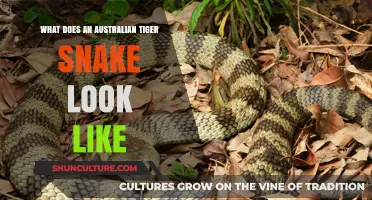 Tiger Snake Identification: What to Look For