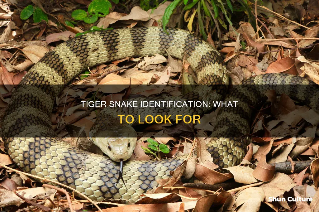 what does an australian tiger snake look like