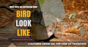 Appearance of the Elusive Whip Bird