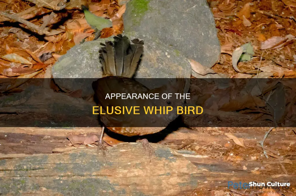 what does an australian whip bird look like