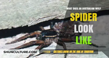 Wolf Spiders: Australia's Unique Arachnid Species