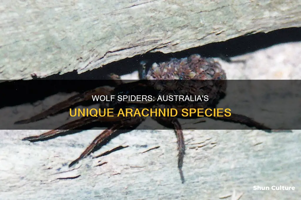 what does an australian wolf spider look like