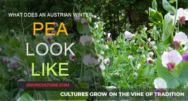 Winter Pea Varieties: Austrian Peas in Focus