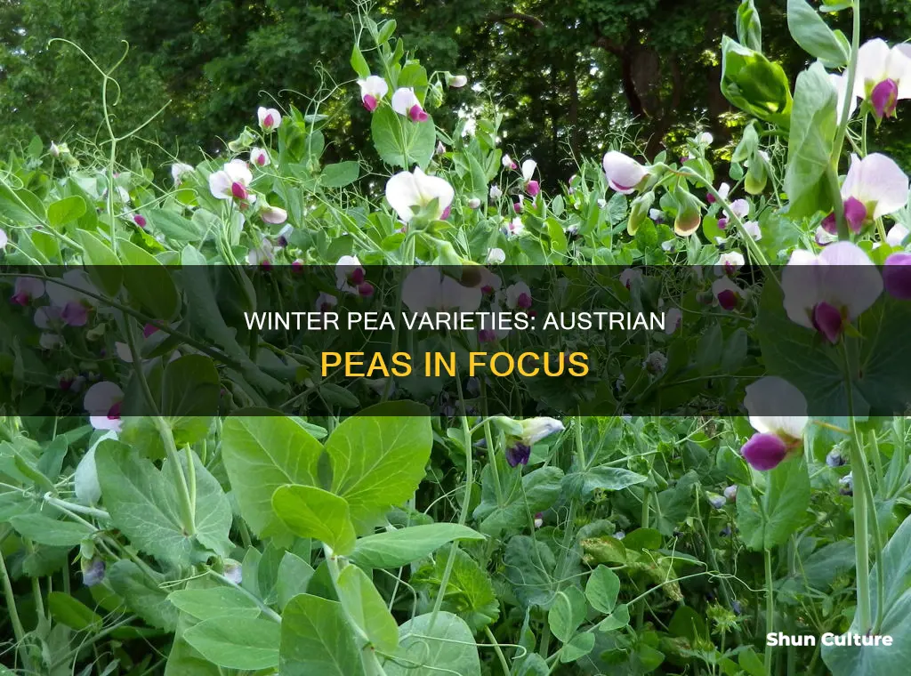 what does an austrian winter pea look like