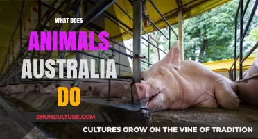 Animal Australia: Protecting Animals, People and the Planet
