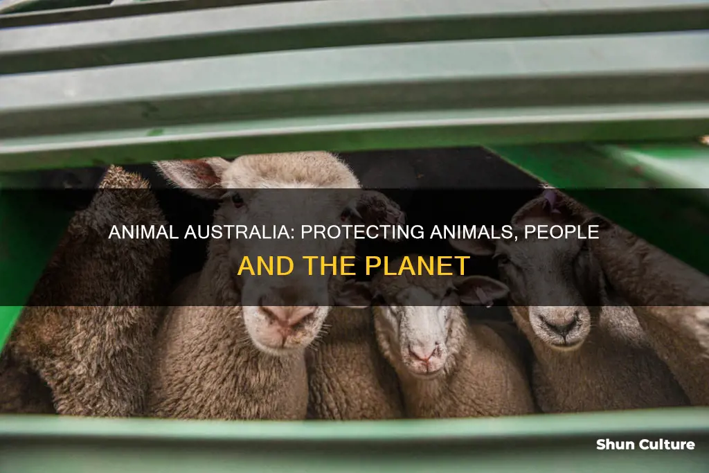 what does animals australia do