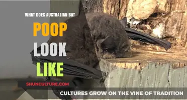 Australian Bat Poop: What's the Scoop?