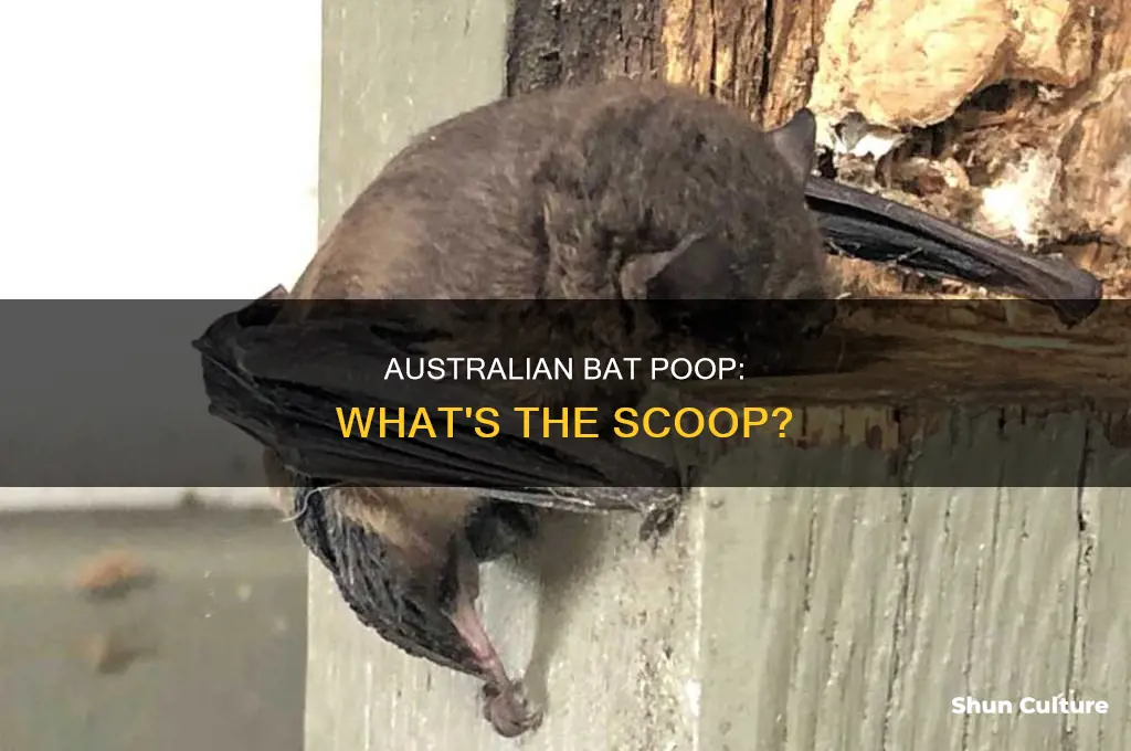 what does australian bat poop look like