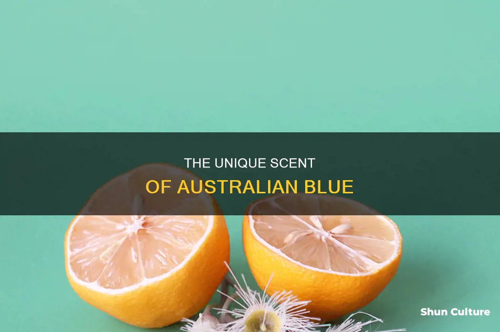 what does australian blue smell like