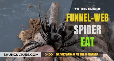 The Diet of Australia's Deadly Funnel-Web Spider