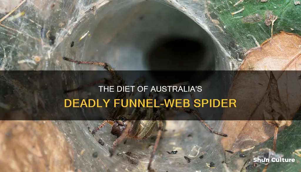 what does australian funnel-web spider eat