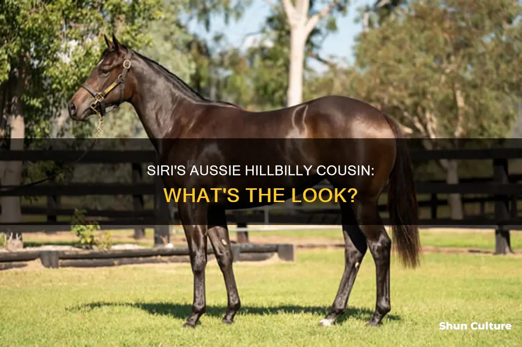 what does australian hillbilly siri look like