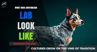 Australian Lab: What's Their Distinct Look?