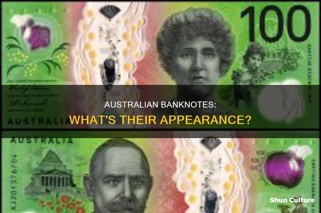what does australian paper money look like