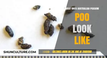 Possum Poo: What to Look For