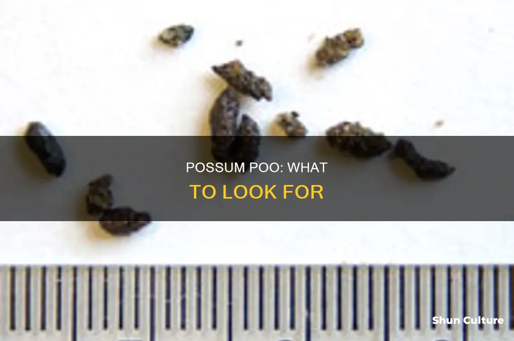 what does australian possum poo look like