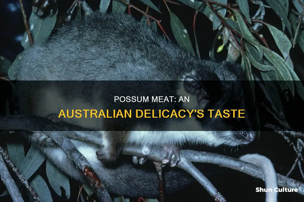 what does australian possum taste like