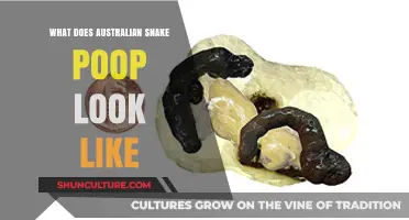 Snake Poop: What to Expect in Australia