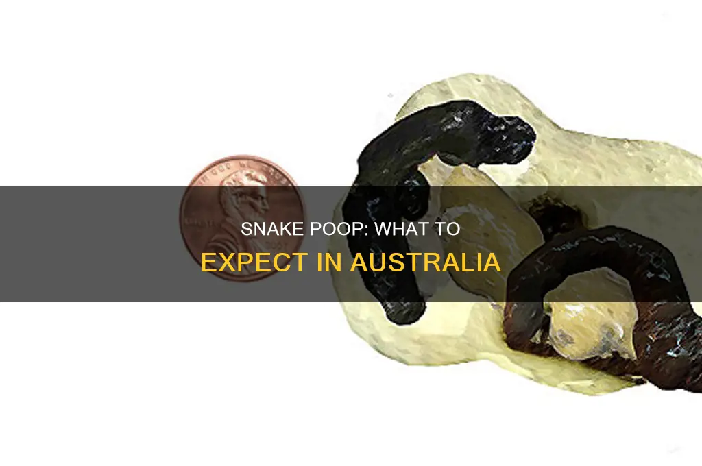 what does australian snake poop look like