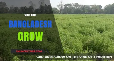 Exploring Bangladesh's Agricultural Bounty: Crops, Fruits, and Staples Grown Nationwide