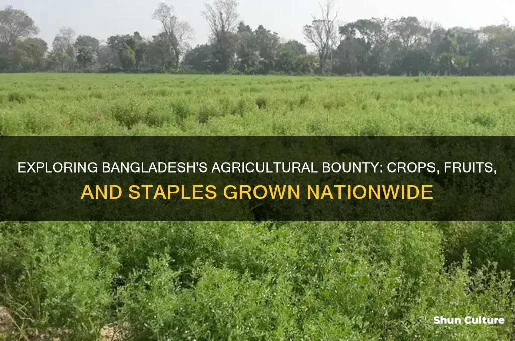 what does bangladesh grow