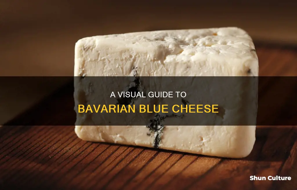 what does bavarian blue cheese look like