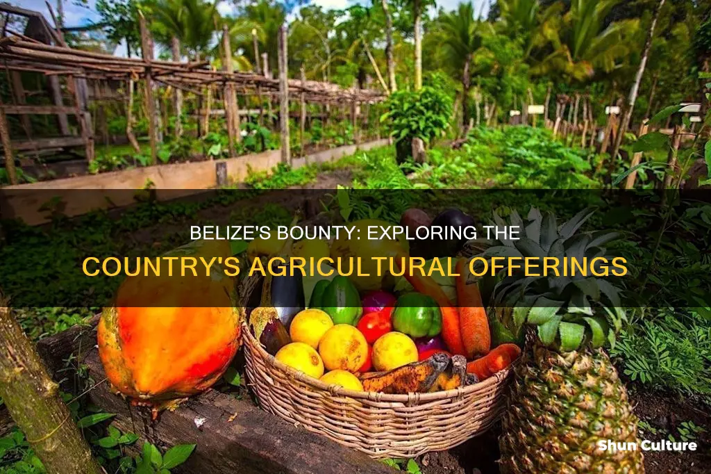 what does belize produce