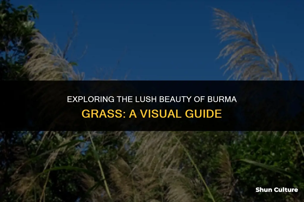 what does burmada grass look like