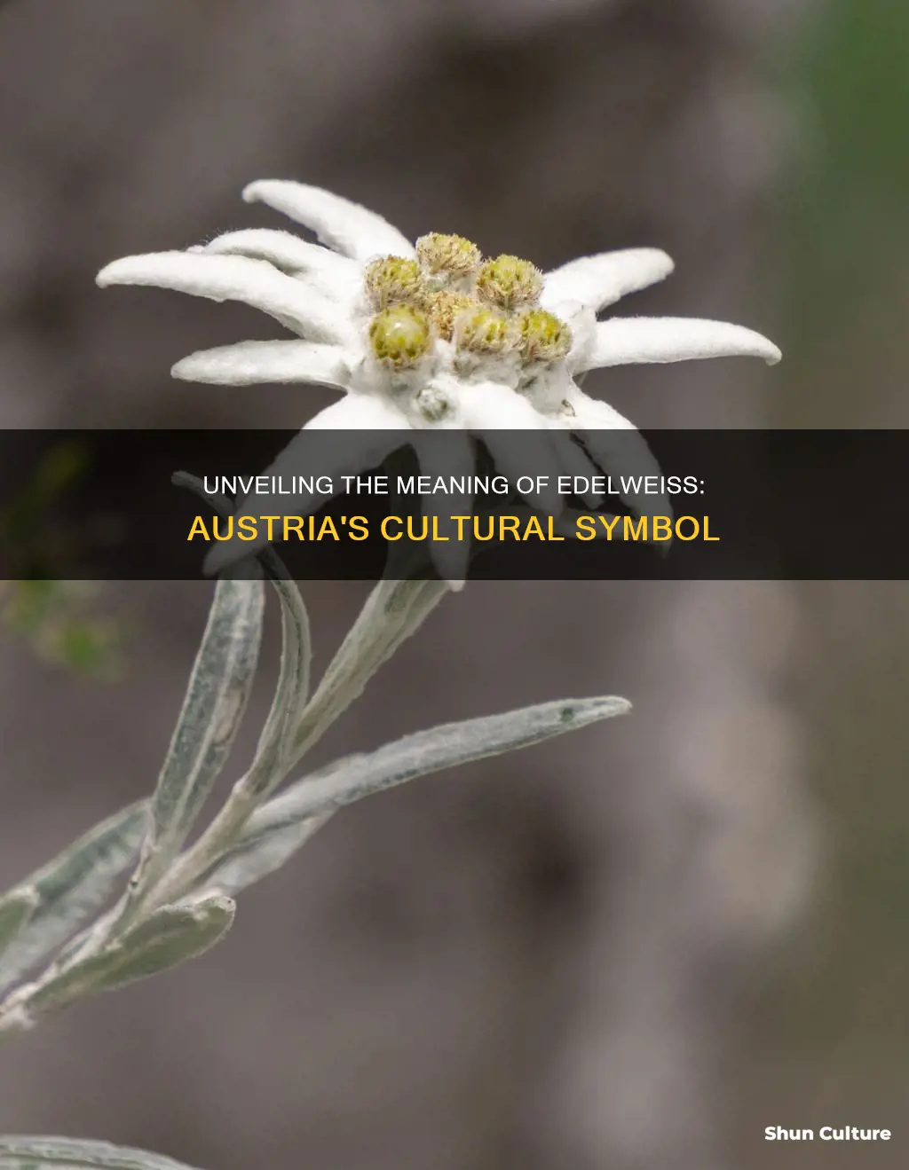 what does edelweiss mean in austria